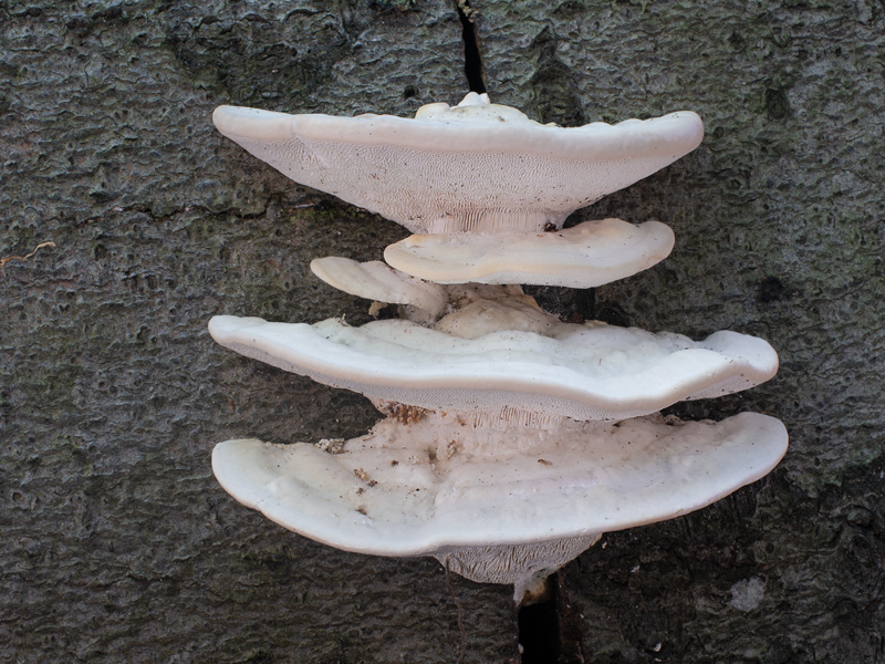 Trametes gibbosa